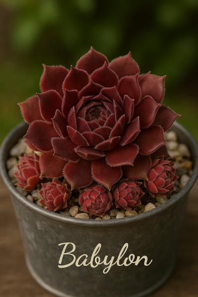 Sempervivum-Sorte Babylon im Pflanztopf