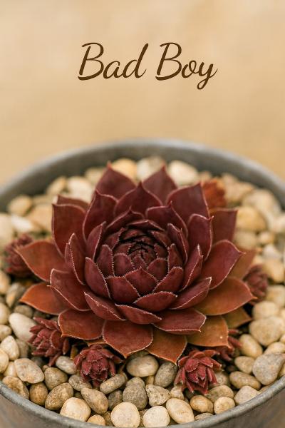 Sempervivum-Sorte Bad Boy im Pflanztopf