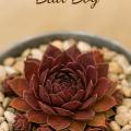 Sempervivum-Sorte Bad Boy im Pflanztopf
