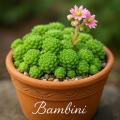 Sempervivum-Sorte Bambini im Pflanztopf