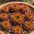 Sempervivum-Sorte Bedivere im Pflanztopf