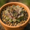 Sempervivum-Sorte Bezaan im Pflanztopf