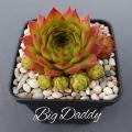 Sempervivum-Sorte Big Daddy im Pflanztopf