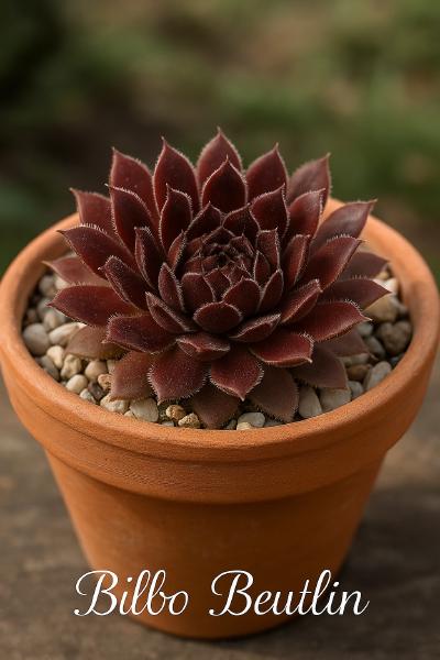 Sempervivum-Sorte Bilbo Beutlin im Pflanztopf