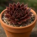 Sempervivum-Sorte Bilbo Beutlin im Pflanztopf