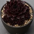 Sempervivum-Sorte Bitter Chocolate im Pflanztopf