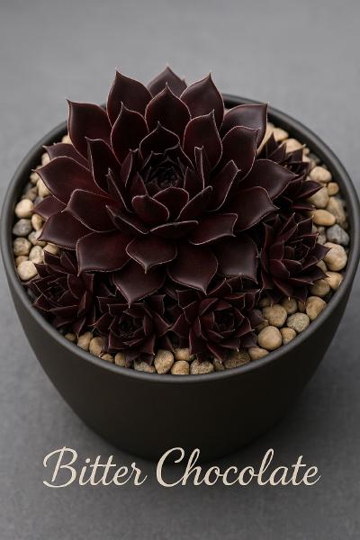 Sempervivum-Sorte Bitter Chocolate im Pflanztopf
