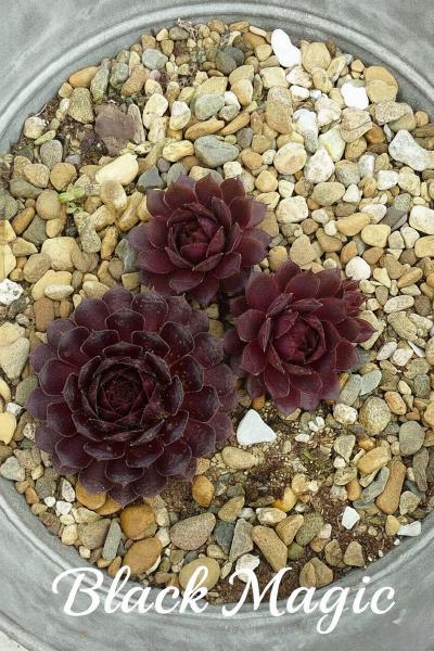 Sempervivum-Sorte Black Magic im Pflanztopf