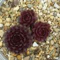 Sempervivum-Sorte Black Magic im Pflanztopf
