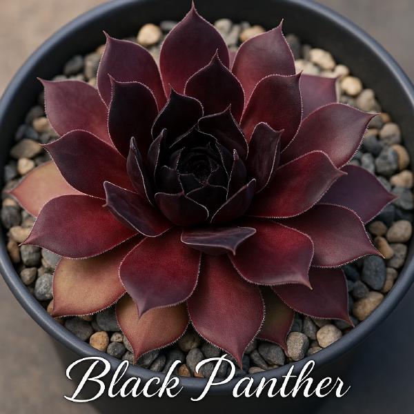 Sempervivum-Sorte Black Panther im Pflanztopf