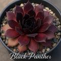 Sempervivum-Sorte Black Panther im Pflanztopf