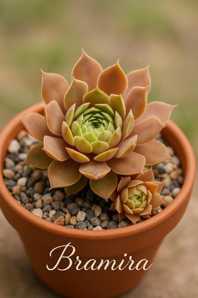 Sempervivum-Sorte Bramira im Pflanztopf