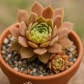 Sempervivum-Sorte Bramira im Pflanztopf