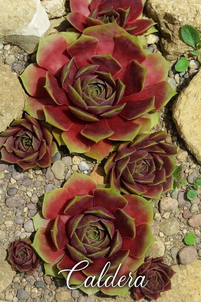 Sempervivum-Sorte Caldera im Pflanztopf