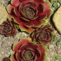 Sempervivum-Sorte Caldera im Pflanztopf