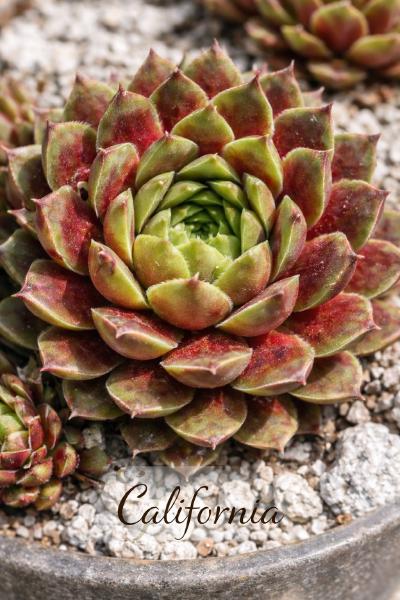 Sempervivum-Sorte California im Pflanztopf