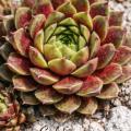 Sempervivum-Sorte California im Pflanztopf