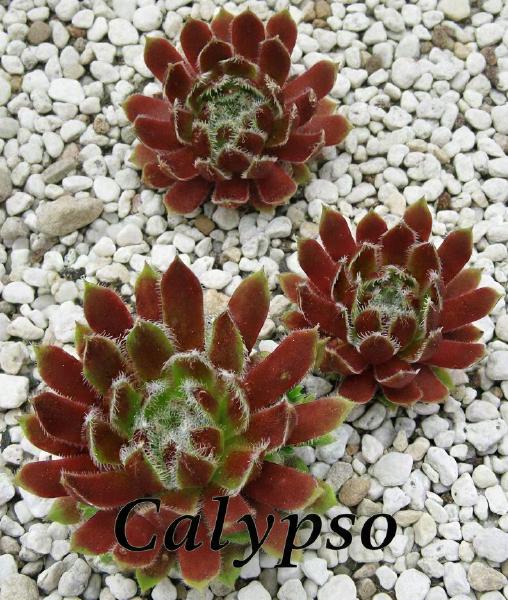 Sempervivum-Sorte Calypso mit schmalen, rot-grünen Blättern und feinem Spinnwebhaar