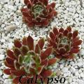 Sempervivum-Sorte Calypso mit schmalen, rot-grünen Blättern und feinem Spinnwebhaar