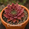 Sempervivum-Sorte Centennial im Pflanztopf