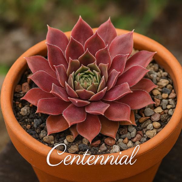 Sempervivum-Sorte Centennial im Pflanztopf