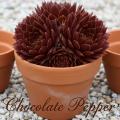 Sempervivum-Sorte Chocolate Pepper mit kleinen, dunkelbraunen Rosetten