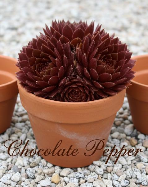 Sempervivum-Sorte Chocolate Pepper mit kleinen, dunkelbraunen Rosetten