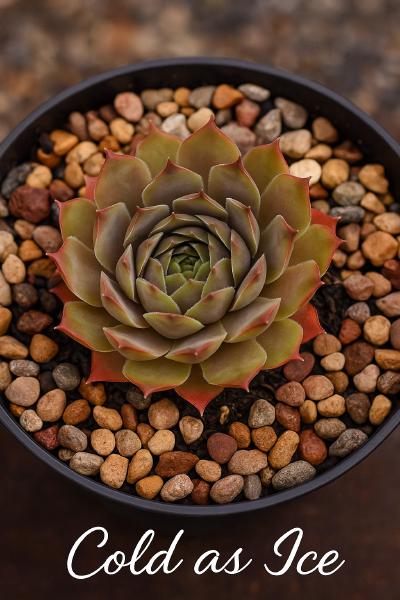 Sempervivum-Sorte Cold as Ice im Pflanztopf
