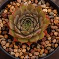 Sempervivum-Sorte Cold as Ice im Pflanztopf