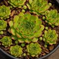 Sempervivum-Sorte Cornflake Girl im Pflanztopf