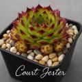 Sempervivum-Sorte Court Jester im Pflanztopf