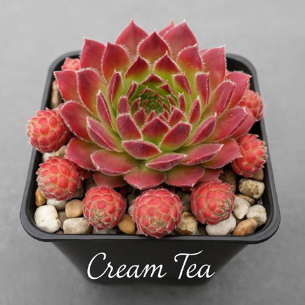 Sempervivum-Sorte Cream Tea im Pflanztopf