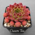 Sempervivum-Sorte Cream Tea im Pflanztopf