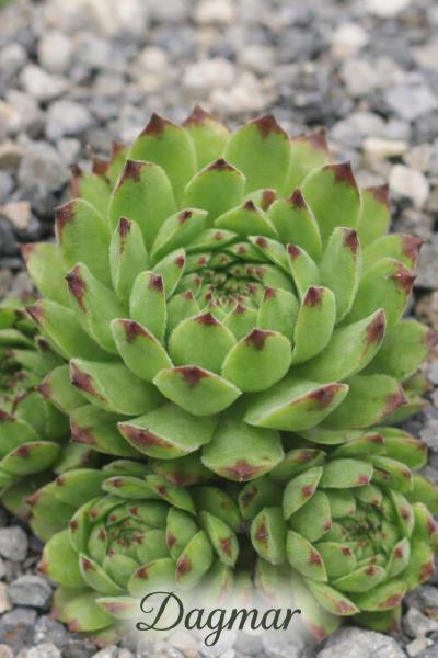 Sempervivum-Sorte Dagmar im Pflanztopf