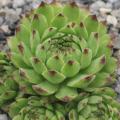 Sempervivum-Sorte Dagmar im Pflanztopf