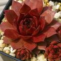 Sempervivum-Sorte Dakota im Pflanztopf
