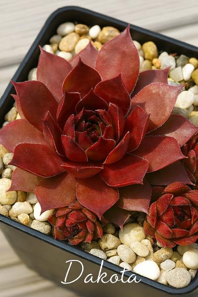 Sempervivum-Sorte Dakota im Pflanztopf