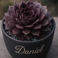 Sempervivum-Sorte Daniel im Pflanztopf