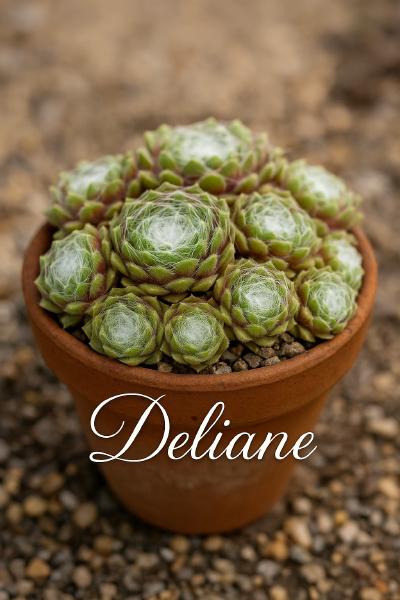 Sempervivum-Sorte Deliane im Pflanztopf
