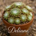 Sempervivum-Sorte Deliane im Pflanztopf