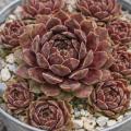 Sempervivum Director Jacobs im Pflanztopf