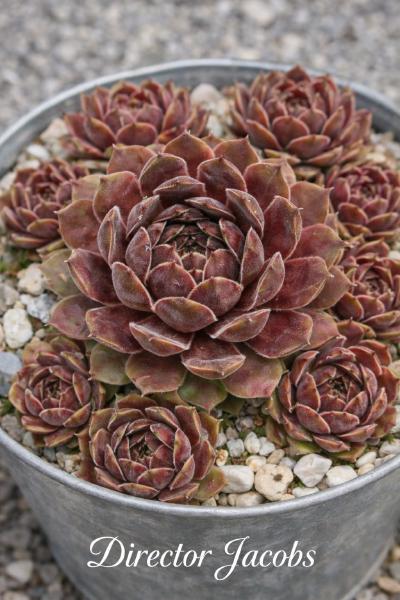 Sempervivum Director Jacobs im Pflanztopf