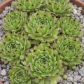 Sempervivum-Sorte Ditto im Pflanztopf