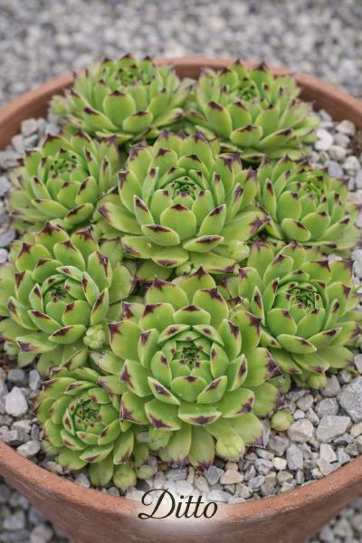Sempervivum-Sorte Ditto im Pflanztopf