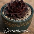 Sempervivum-Sorte Donnerwetter im Pflanztopf
