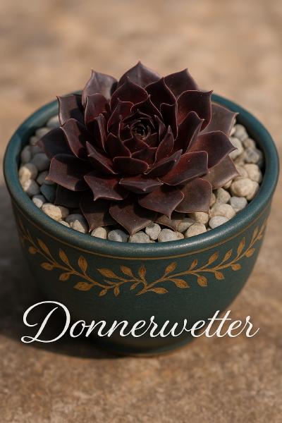 Sempervivum-Sorte Donnerwetter im Pflanztopf