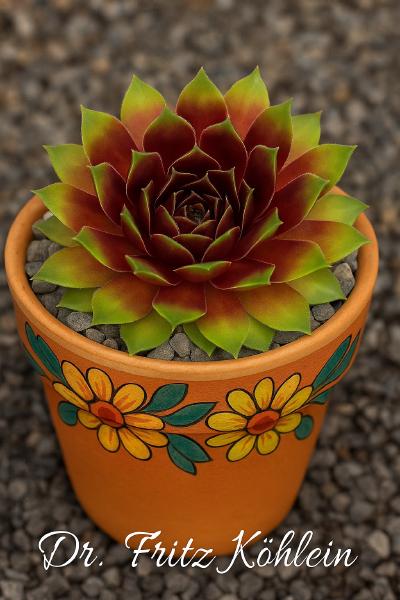 Sempervivum-Sorte Dr. Fritz Köhlein im Pflanztopf