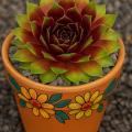 Sempervivum-Sorte Dr. Fritz Köhlein im Pflanztopf