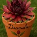 Sempervivum-Sorte Dracula im Pflanztopf