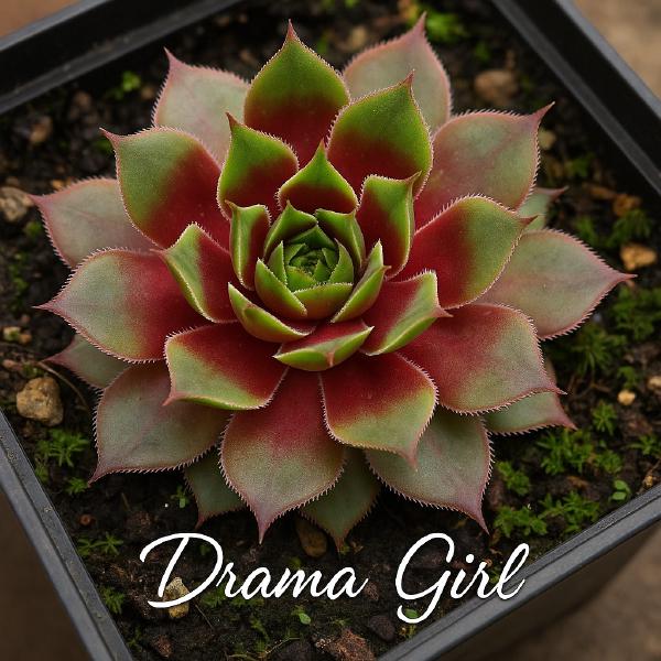 Sempervivum-Sorte Drama Girl im Pflanztopf